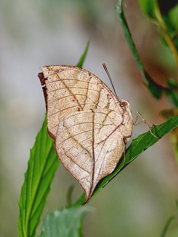 Kallima Inachus