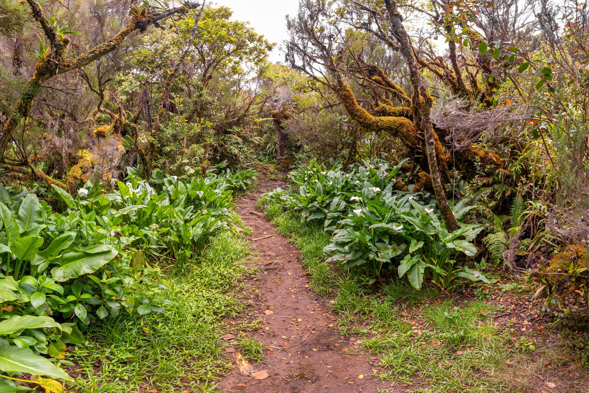 Île de la Réunion en famille - Fôret de Belouve