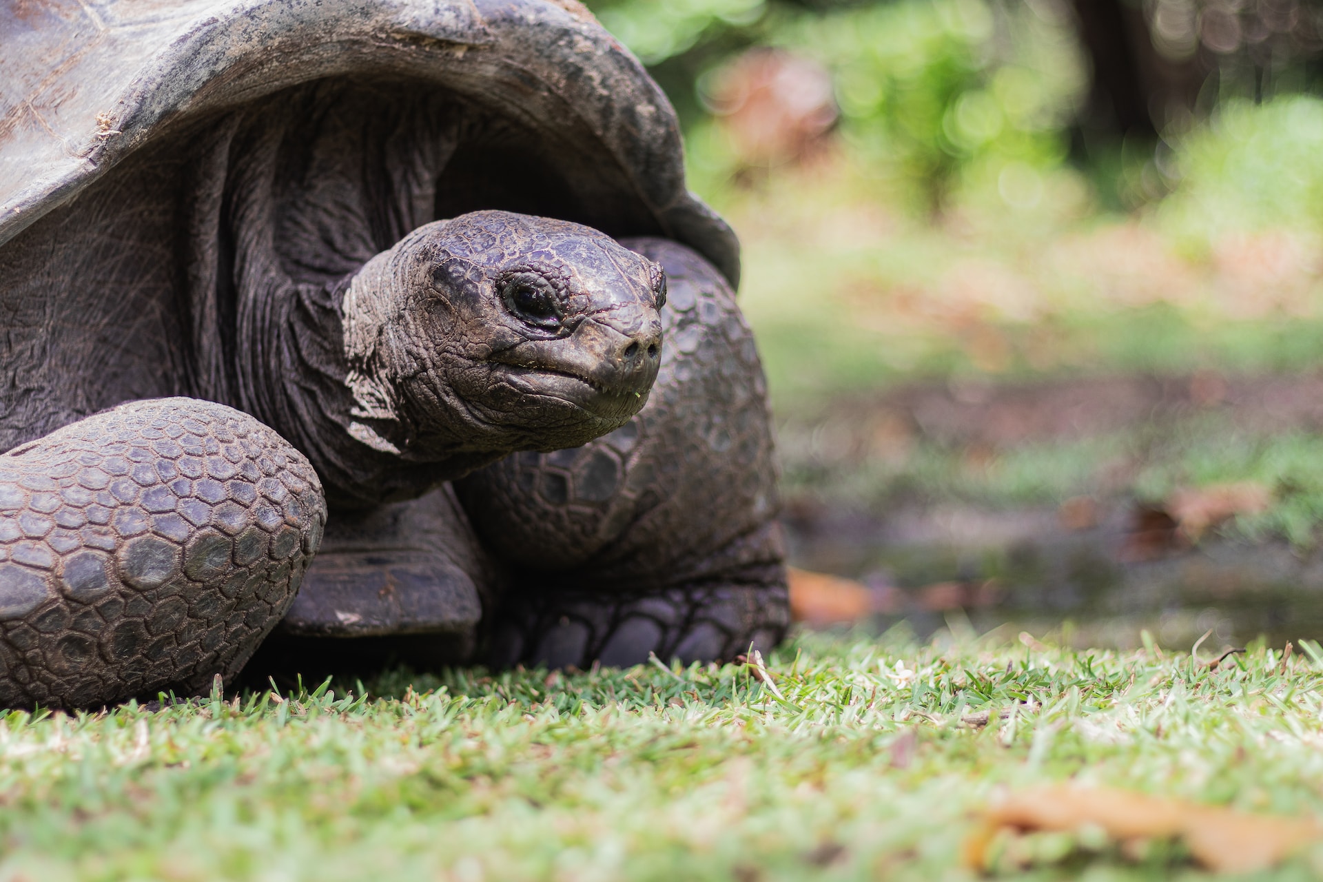 Tortue de l'archipel des Seychelles