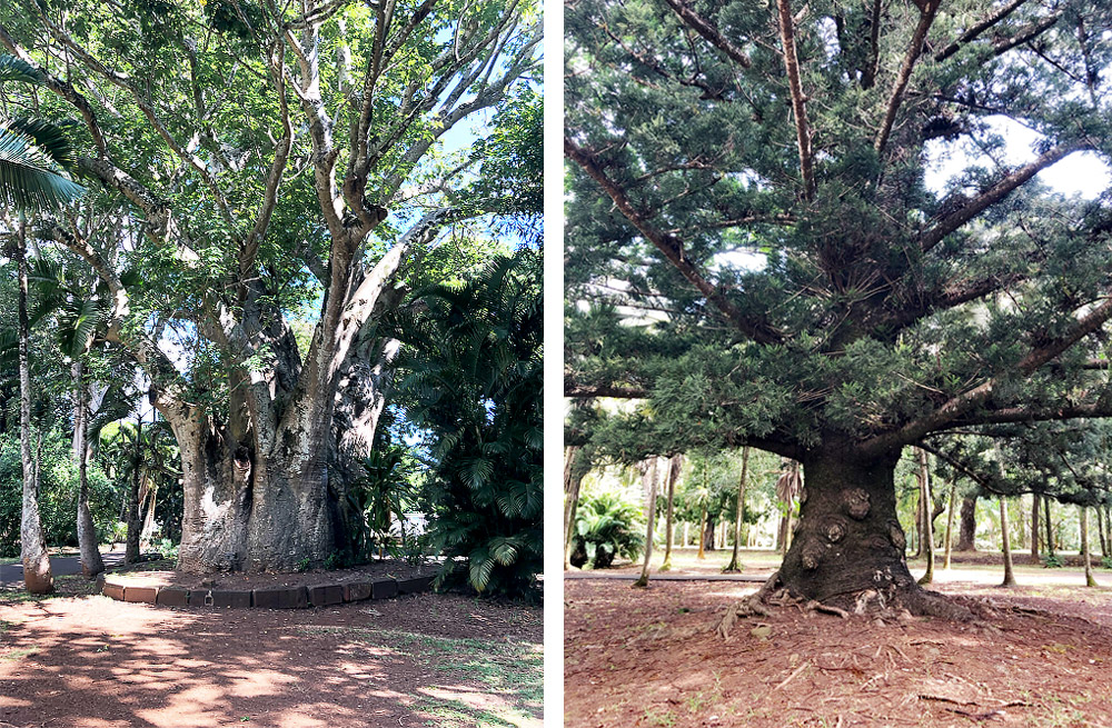 Jardin de pamplemousses - Île Maurice - Kallina Voyages