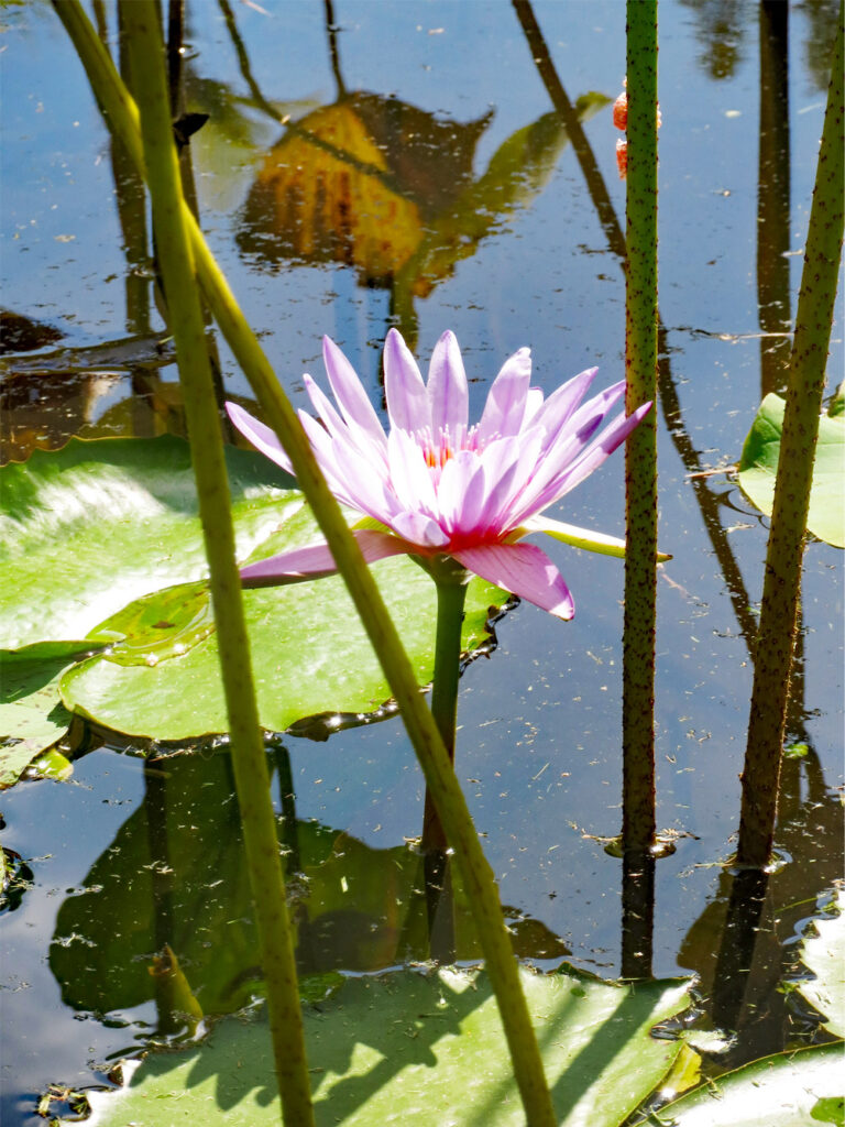 Jardin de pamplemousses - Île Maurice - Kallina Voyages