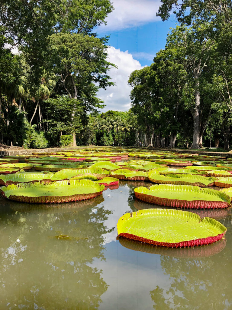 nénuphars géants Jardin de pamplemousses