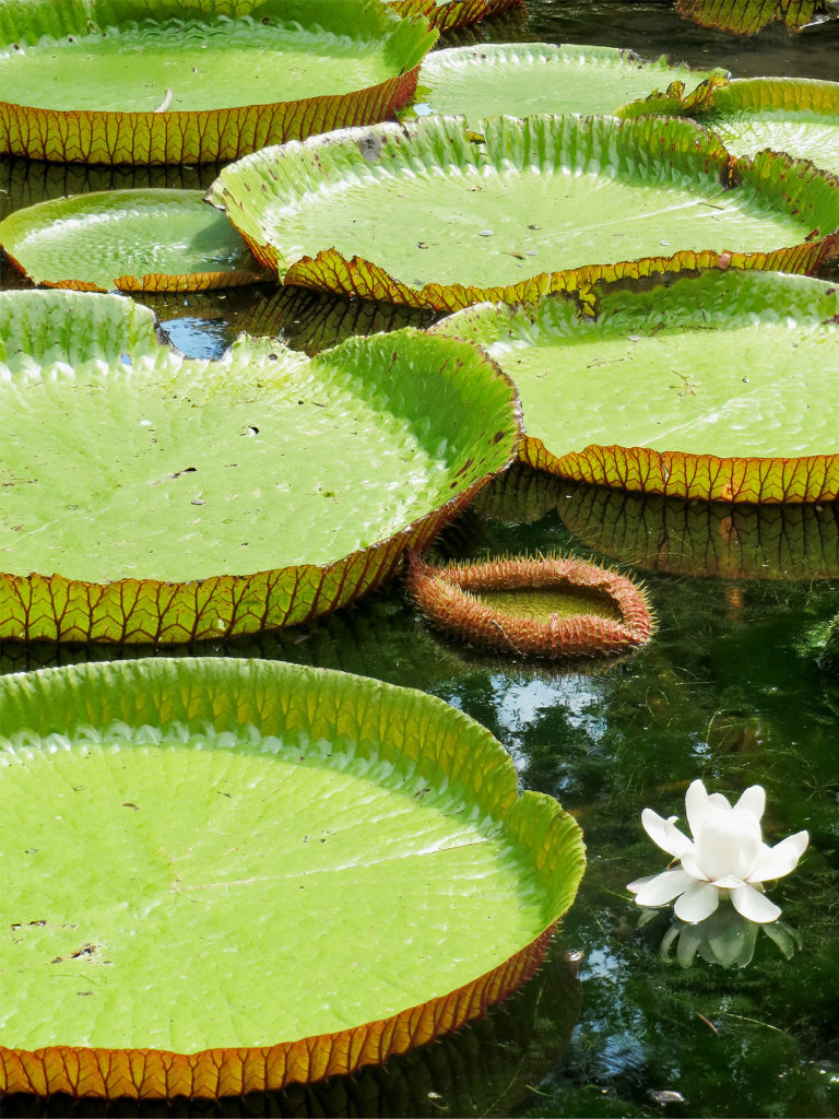 nénuphars géants Jardin de pamplemousses